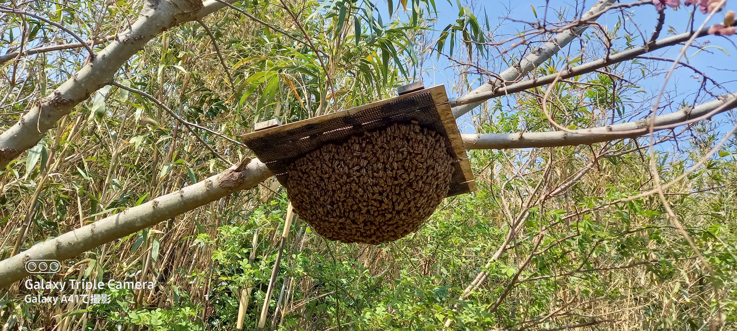 分封 蜂 球