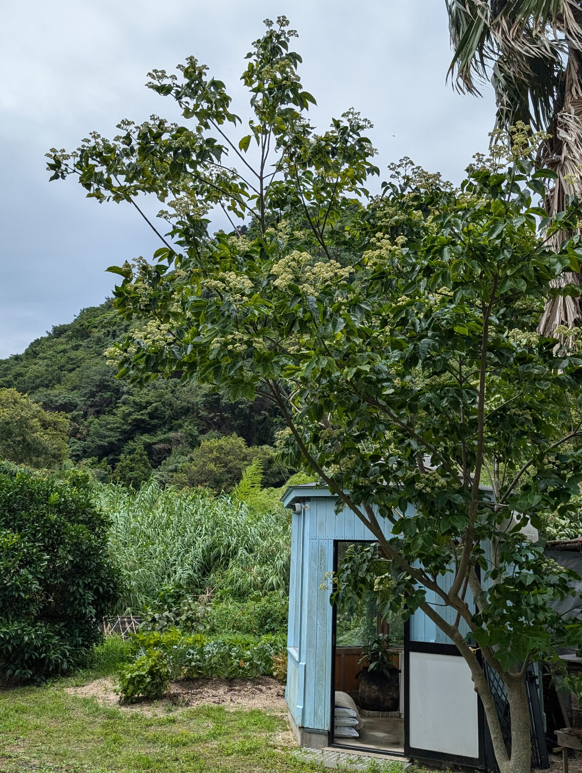 ビービーツリー今年も活躍 | 周防大島 日本蜜蜂 はちみつ
